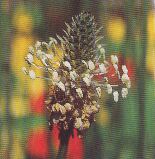 JT Kräuter Spitzwegerich.jpg